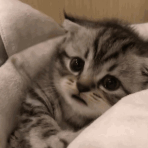 小小奶瓶儿外网叫什么
